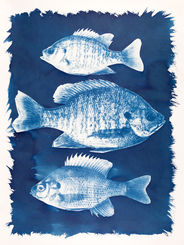 three bluegill sunfish cyanotype print